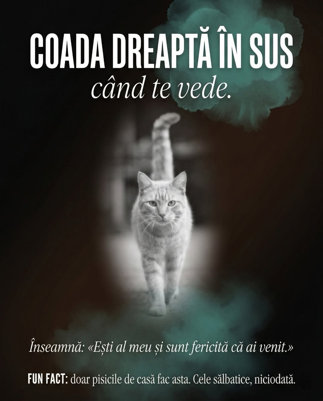 Carusel UrbanCat viral, slide 3 frământarea cu lăbuțele compliment pisică, pet brand storytelling