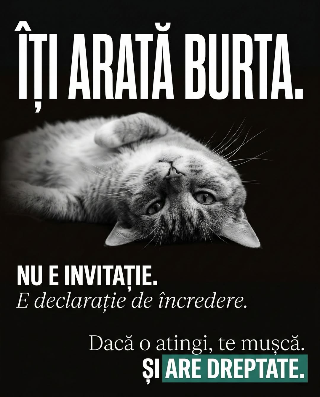 Pillar UrbanCat slide 4 urechile antene reglate, carusel TikTok content pet brand storytelling