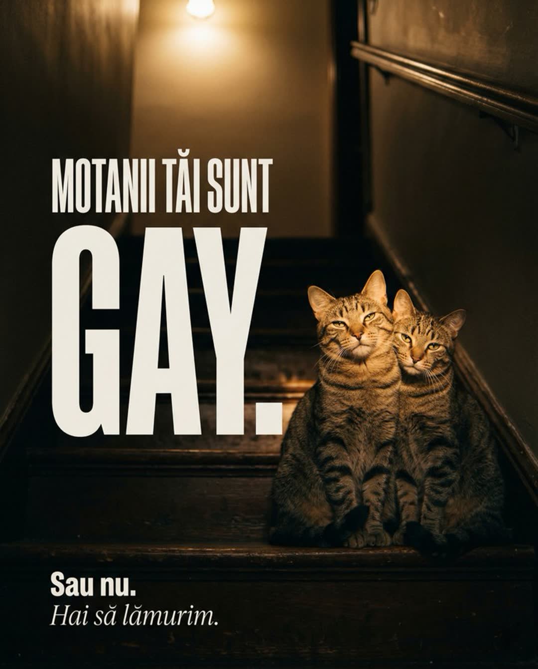 Cover carusel humor UrbanCat 5, 7 slide-uri abordare umoristică îndrăzneață pet brand viral